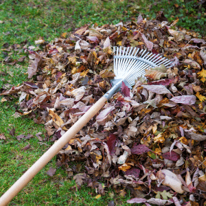 rake with fall leaves