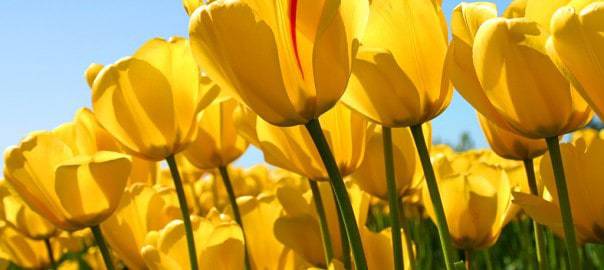 Tulips-604x270